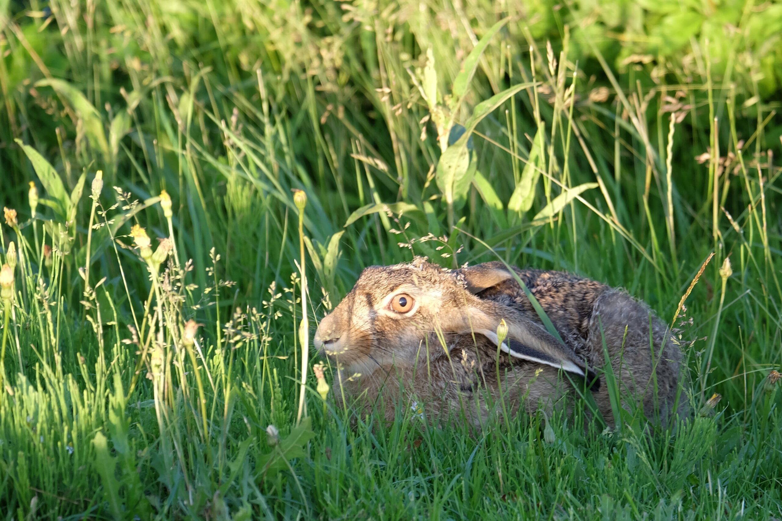 Herstellen van burn-out symptomen in de natuur